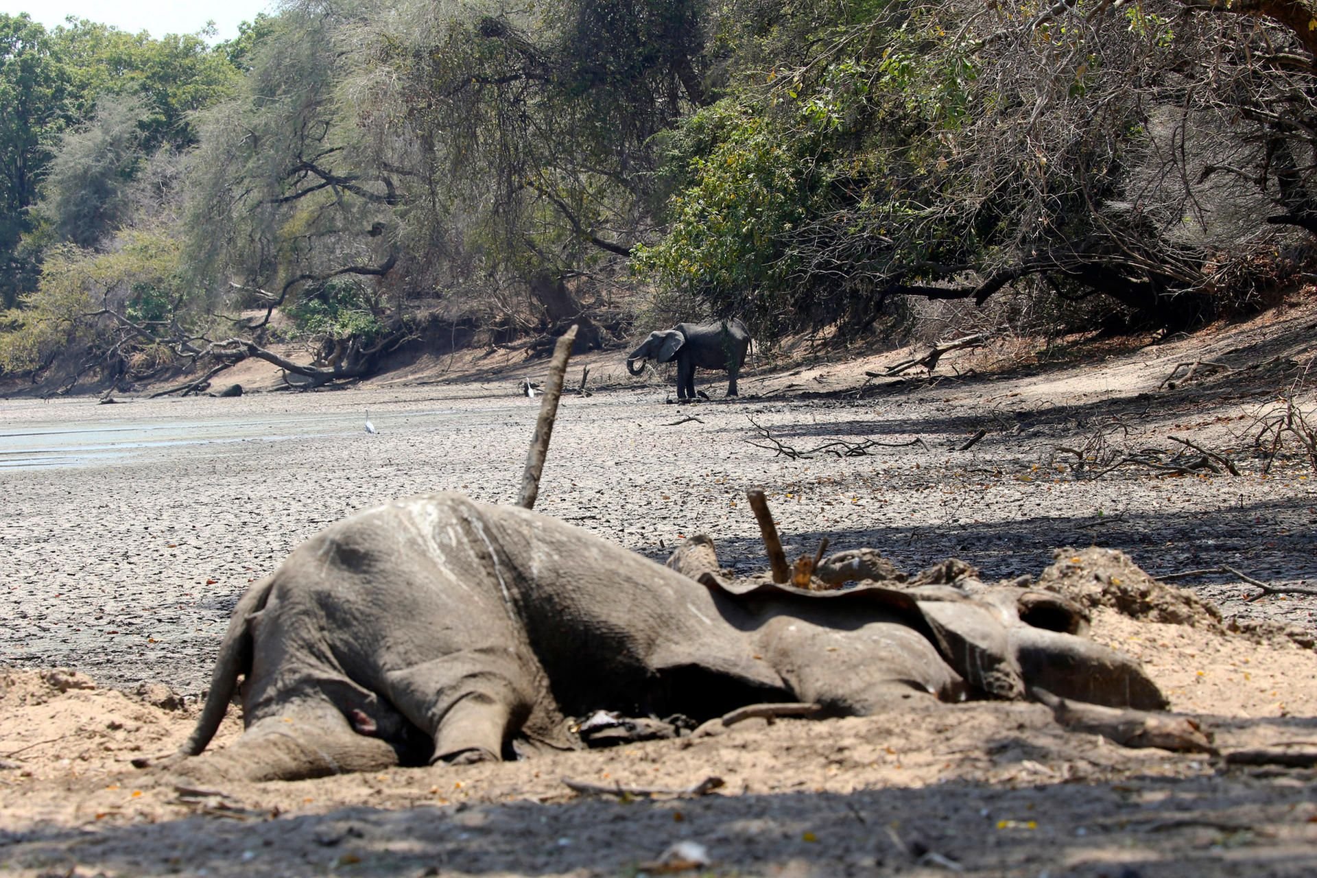 Toter Elefant in Simbabwe