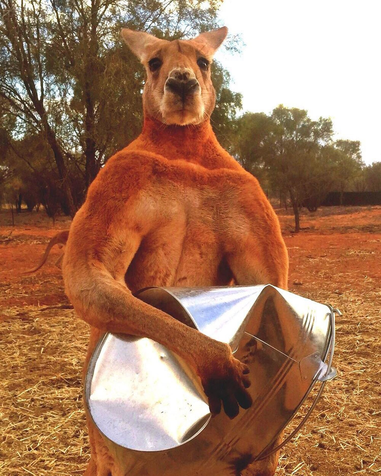Australien trauert um sein berühmtestes Känguru namens Roger.
