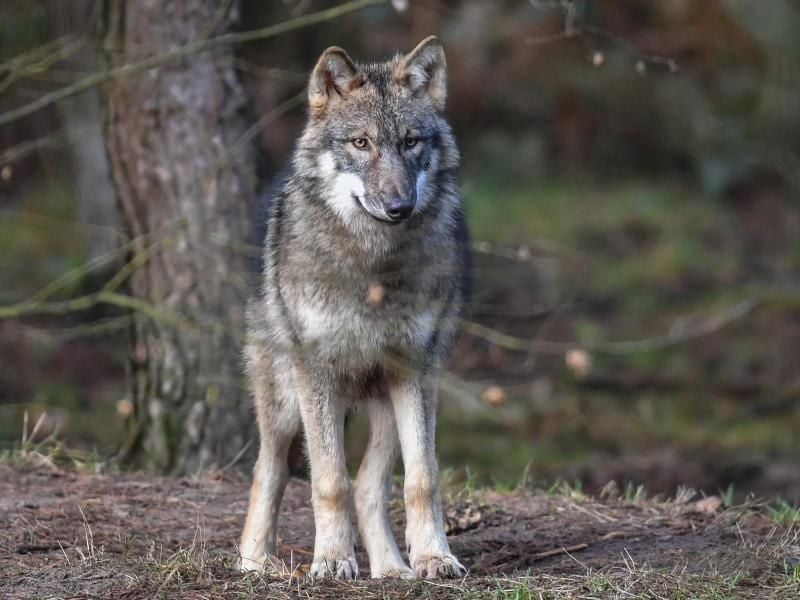 Ein Wolf steht seinem Gehege in einem Wildpark. Foto: Patrick Pleul/Archiv