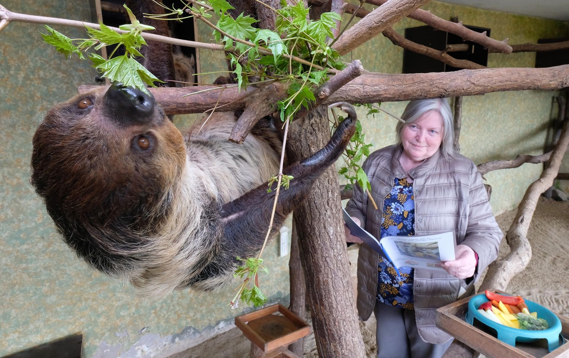 Zoo-Kuratorin Jutta Heuer beobachtet Faultier Charlotte.