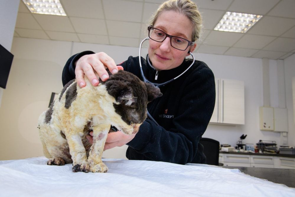 Liebevoll kümmert sich die Naumburger Tierärztin Heike Kunnaht um Katze Laura, die beim Brand in Borau schwer verletzt wurde.
