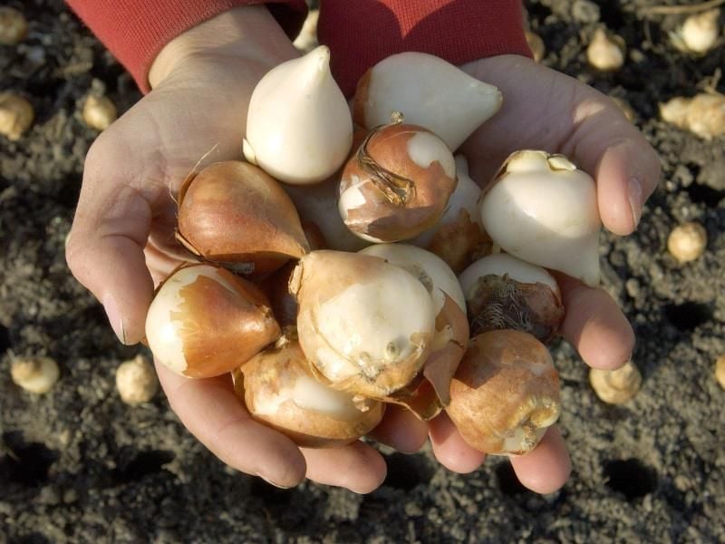 Die Experten der Gartenakademie Rheinland-Pfalz raten, Zwiebeln in einer Schichtung wie bei einer Lasagne zu pflanzen. Foto: Peer Grimm