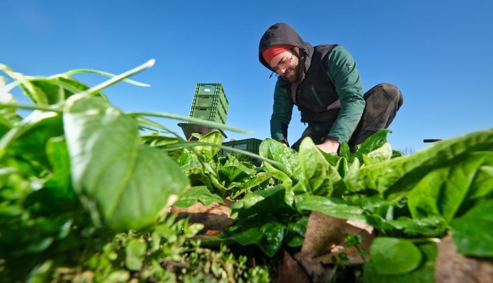 Mitarbeiter Florian Weber erntet auf der Ackerfläche der Kleinen Feldwirtschaft in Landsberg Spinat für die Gemüse-Abonnenten.