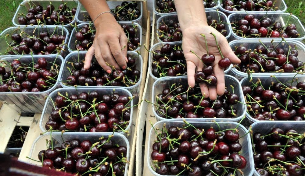 Fleißige Hände ernten auch bereits eine halbsaure Kirschsorte.