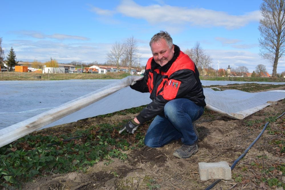 Martin Beck auf dem Erdbeerfeld bei Werschen