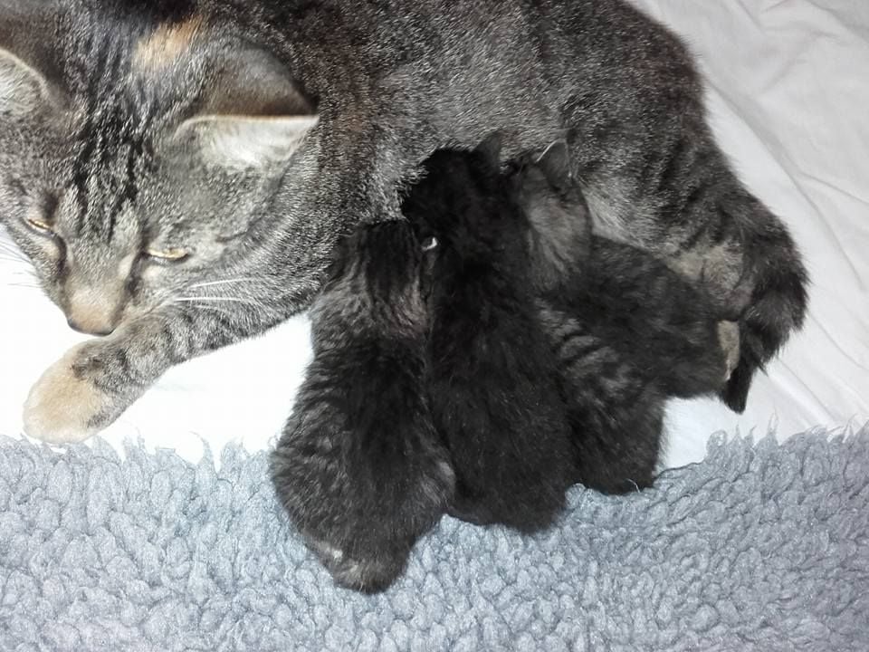 Wieder vereint und sicher im Tierheim: die Katzenbabys und ihre Mutter.