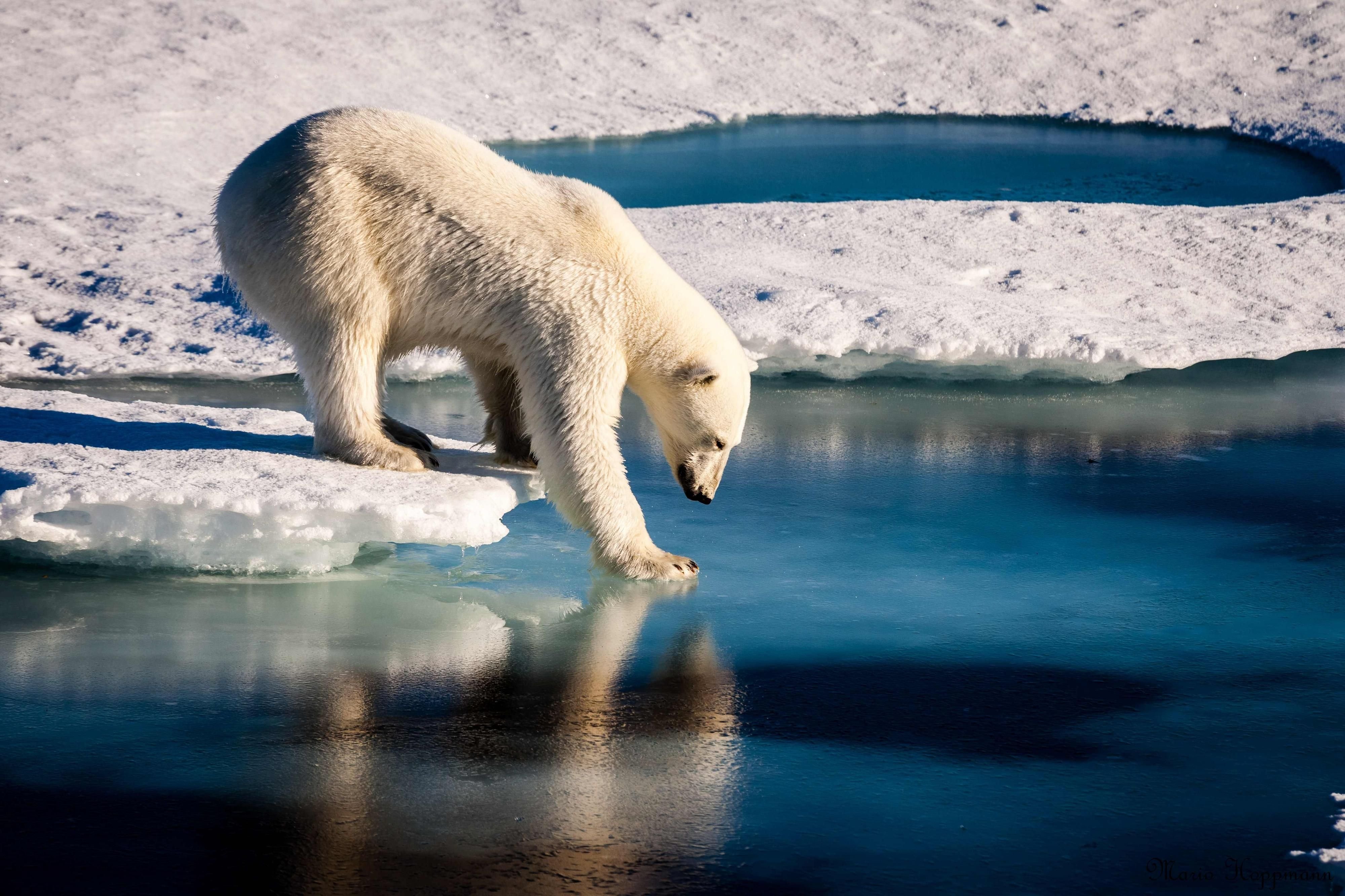 Eisbär (Symbolbild)
