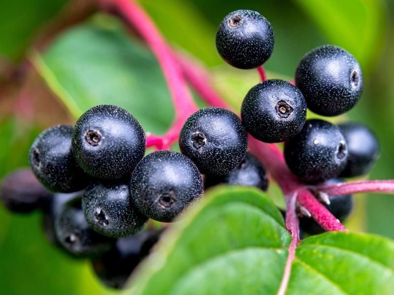 Aroniabeeren enthalten viele Polyphenole. Sie sind für die tiefe dunkelblaue Färbung verantwortlich und sie gelten als sehr gesund. Foto: Hauke-Christian Dittrich