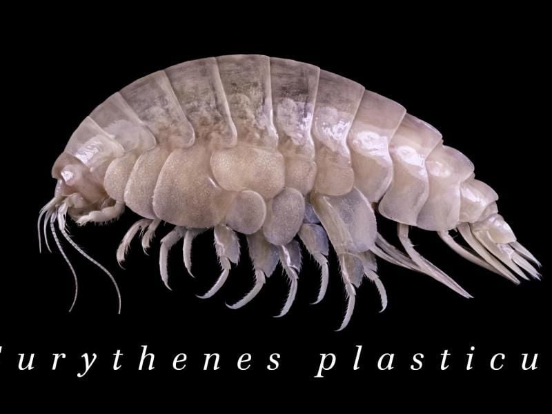 Der Eurythenes plasticus. Wissenschaftler haben Plastik im Körper der bisher unbekannten Flohkrebs-Art in der Tiefsee entdeckt. Das rund fünf Zentimeter kleine Tier lebt etwa 6500 Meter unterhalb des Meeresspiegels im Marianengraben. Foto: -/WWF/dpa