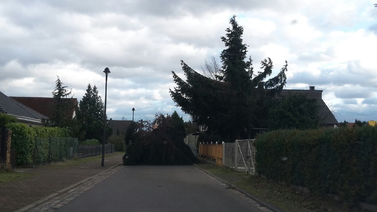 Ein umgestürzter Baum in Thalheim "Am Wall"
