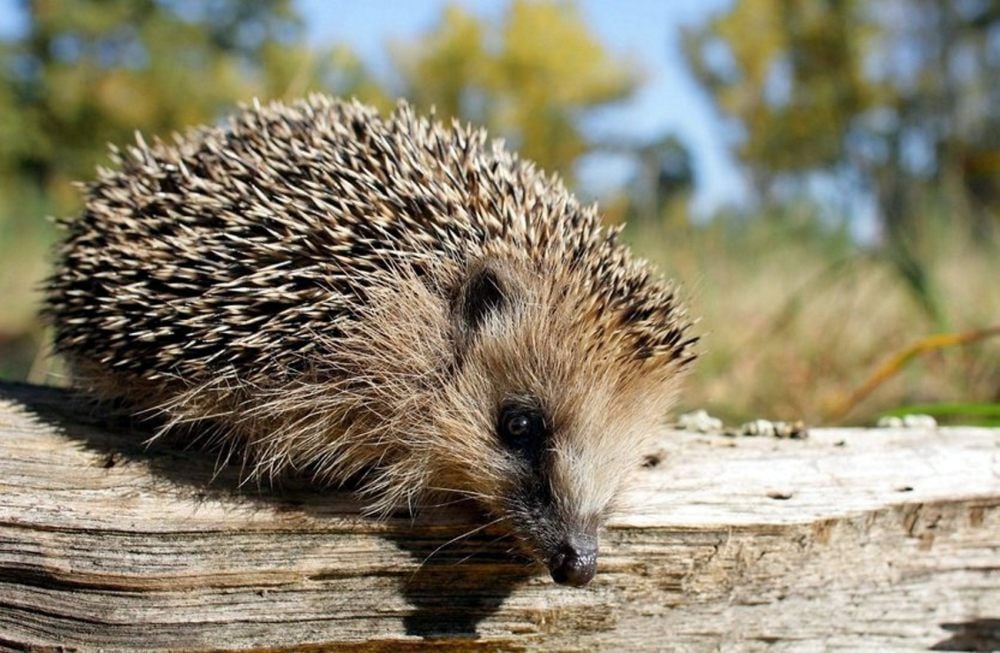 Igel futtern sich jetzt ihren Winterspeck an. Der Nabu rät, gesunde Tiere in der Natur zu belassen. Dabei hilft auch ein bisschen Faulheit.