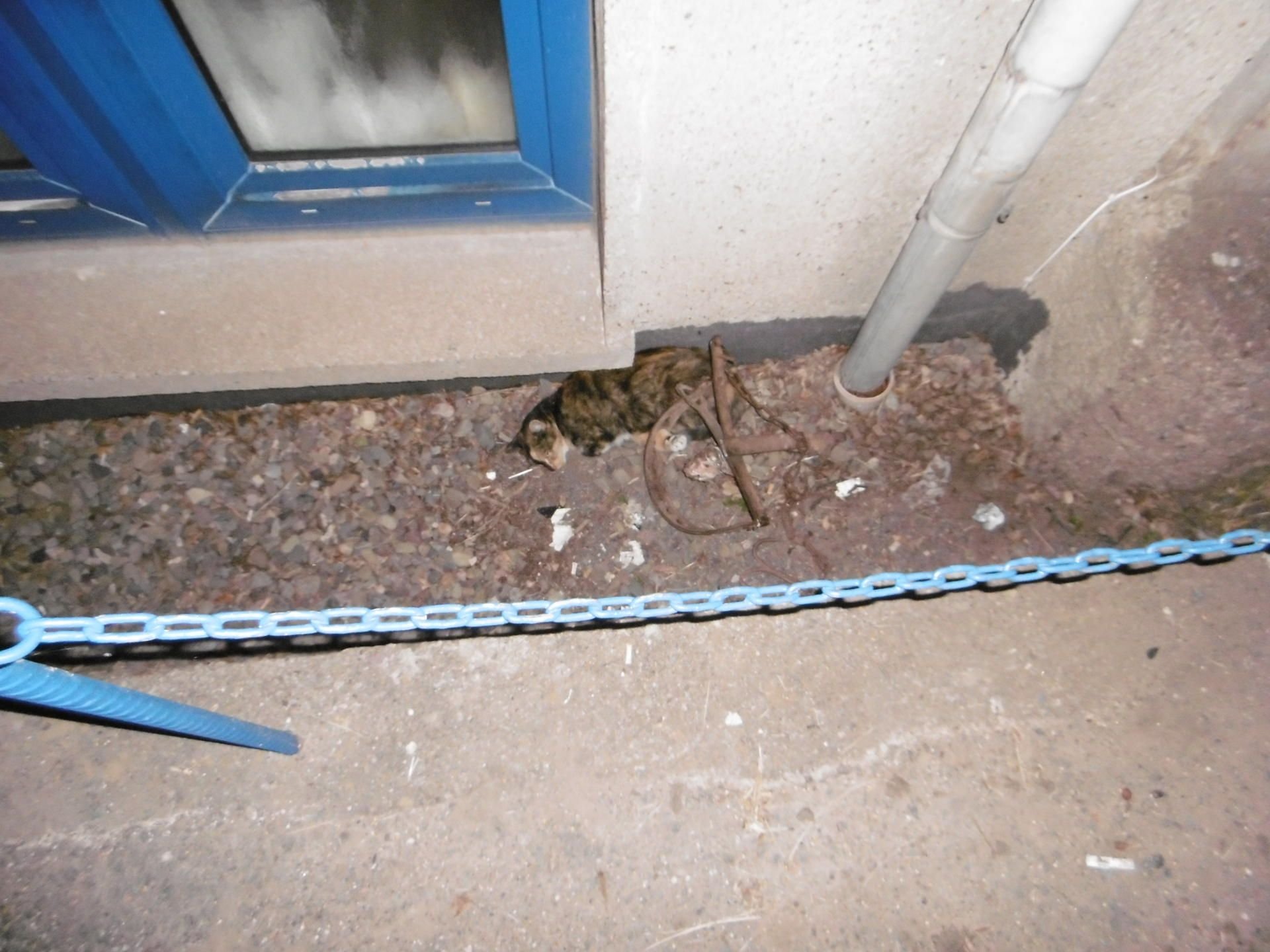 Im Thüringischen Sondershausen macht ein Mensch mit Fallen Jagd auf Katzen.