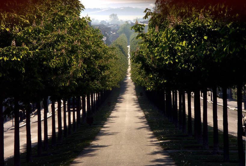 Typisch Ballenstedt: die Allee.