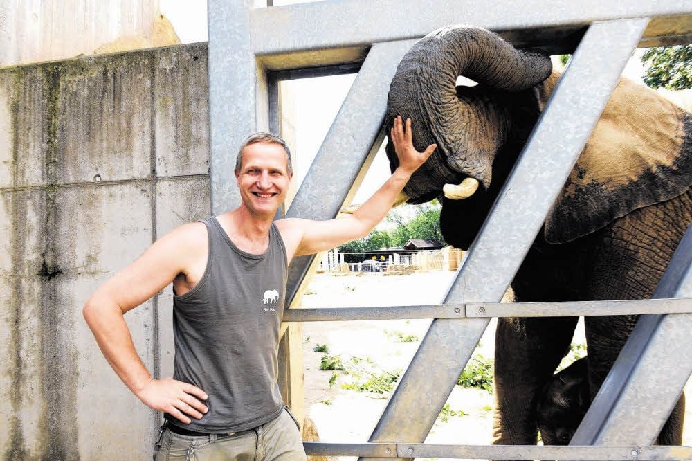 Revierleiter Axel Boas ist mit seinen Schützlingen bestens vertraut: Elefantenmutter Tana und ihr Junges suchen Körperkontakt.