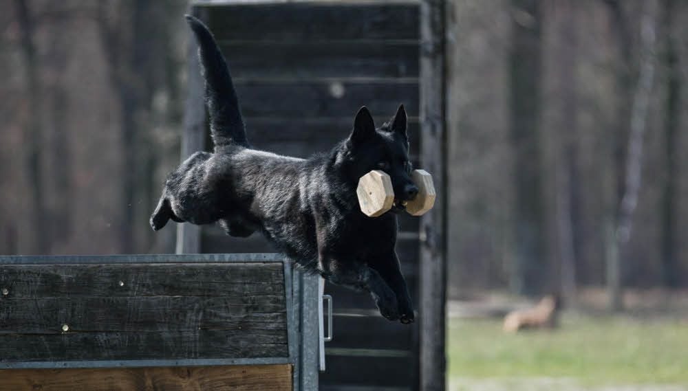 Mit Begeisterung führen die vierbeinigen Prüflinge die ihnen gestellten Aufgaben aus - hier auf dem Parcours des Hundeplatzes.