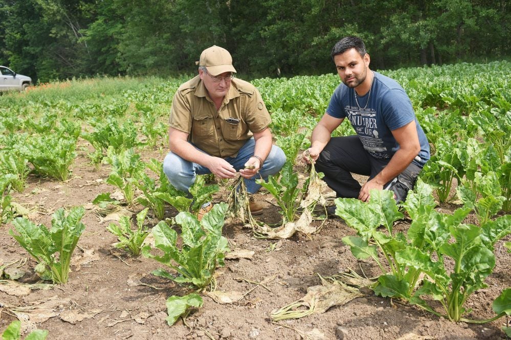 Uwe Kämpfe (links) und Tobias Mosebach begutachten die Schäden, die Wildschweine auf einem Zuckerrübenfeld bei Hohenmölsen angerichtet haben.