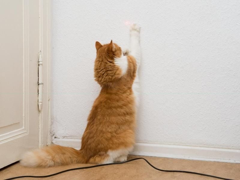 Der rote Punkt des Laserpointers ist für Katzen ein spannendes Spielzeug - er kann die Tiere aber auch frustrieren. Foto: Andrea Warnecke