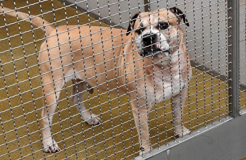 Chico soll am vergangenen Dienstag seine Besitzer getötet haben.