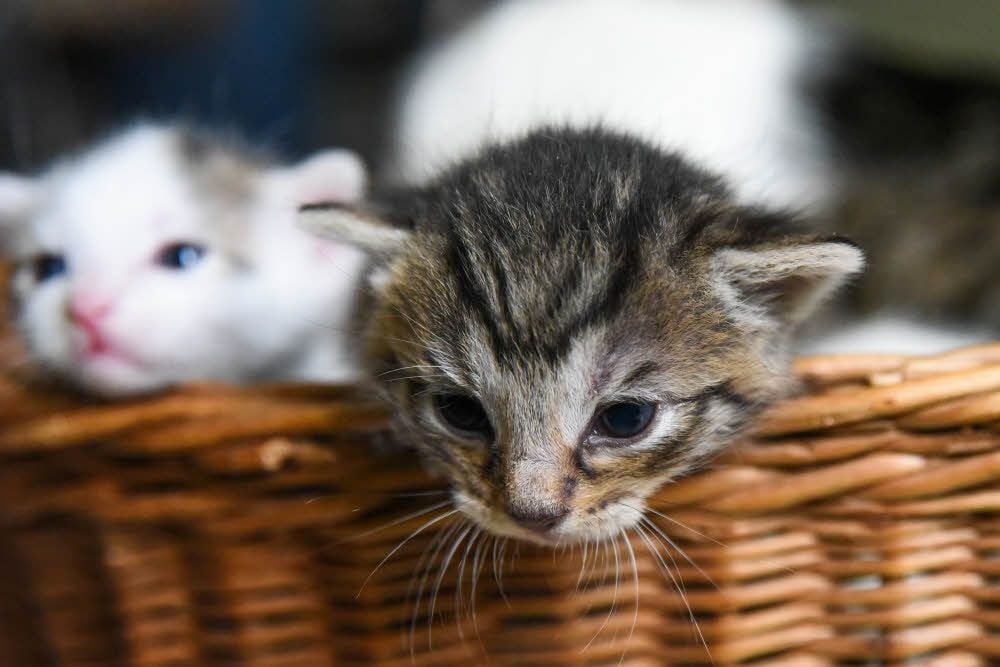 Fünf Katzenbabys suchen ein neues Zuhause.
