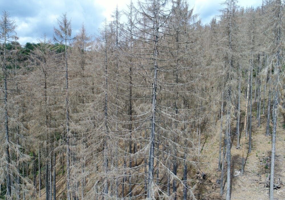 Trostlos und erschreckend: Stürme, Borkenkäfer und Trockenheit lassen die Fichtenwälder aus dem Harz verschwinden.