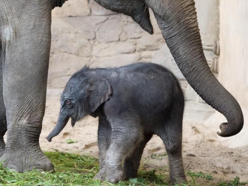 Das kleine Elefantenbaby ist im Tierpark Hagenbeck zuhause und hat dort auch schon einen Halbbruder: Bulle Kanja kam letztes Jahr zur Welt. Foto: Daniel Reinhardt