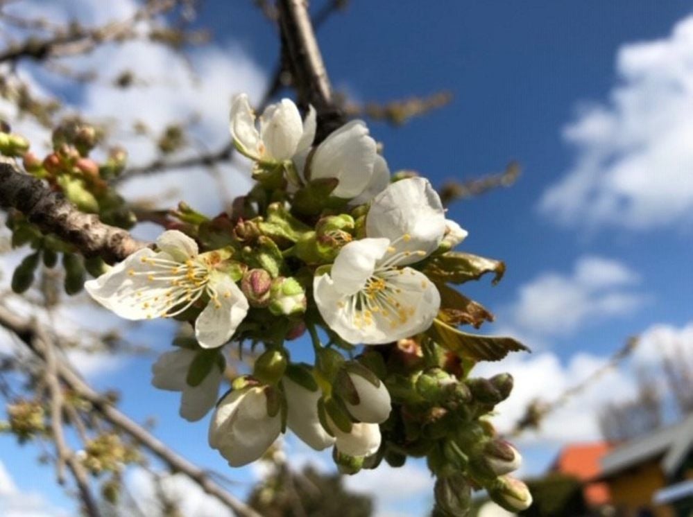 Mildes Wetter: Der Kirschbaum öffnete bereits die ersten Blüten.