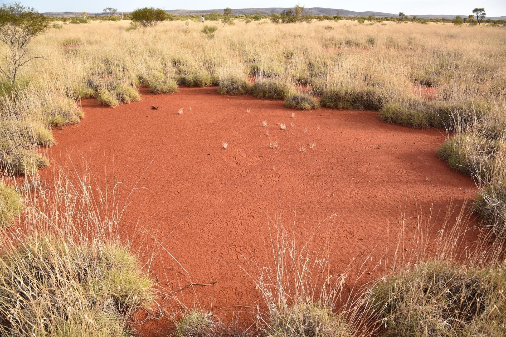 Das australische Outback ist voller Gefahren.