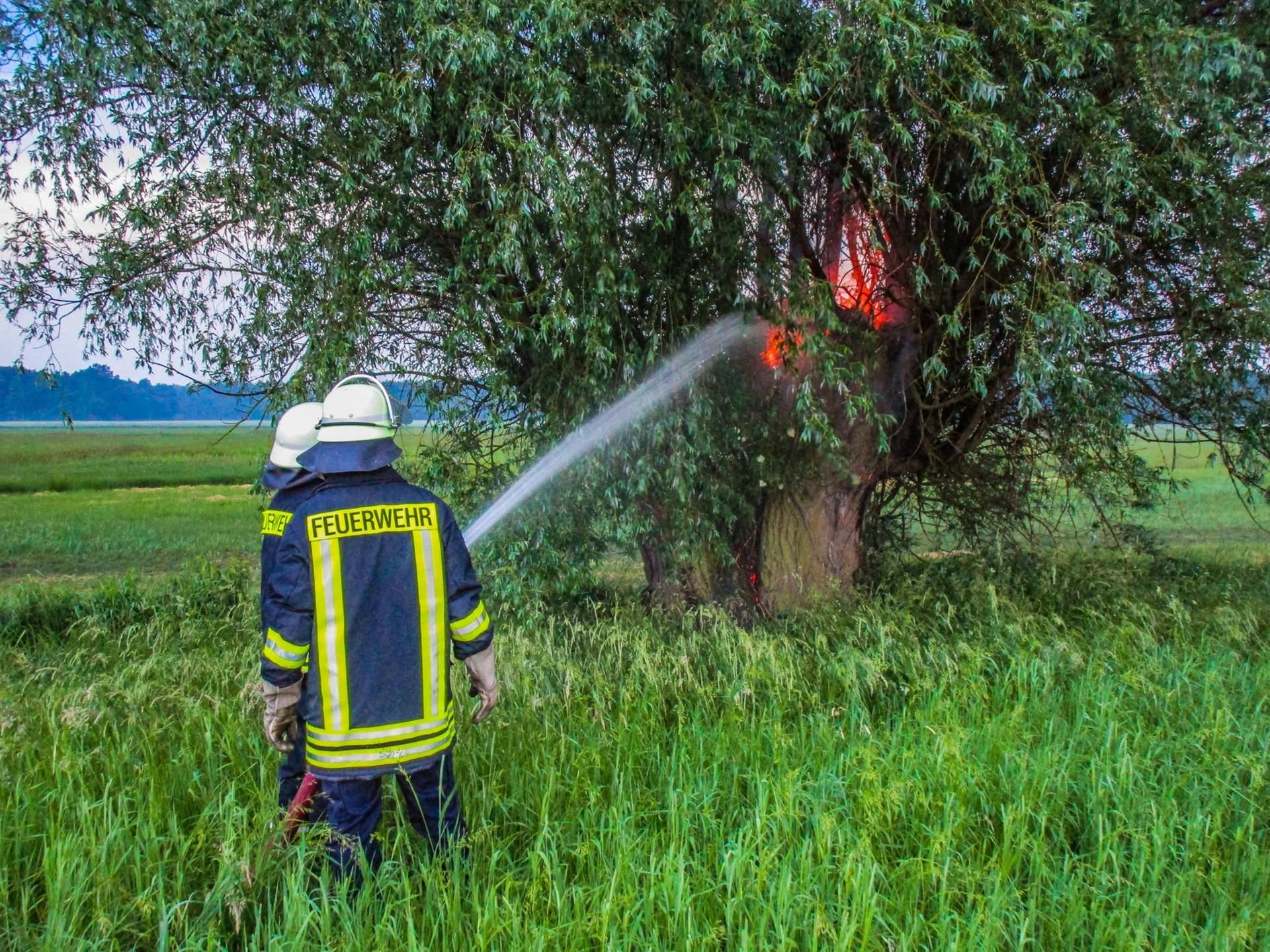 Gewitter im Landkreis Wittenberg Feuerwehreinsatz Blitz setzt Baum