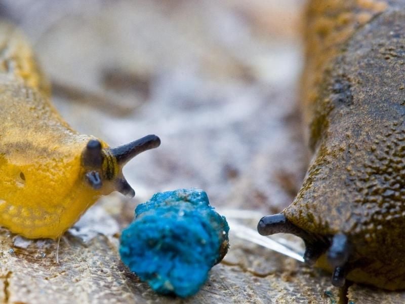 Zwischen zwei Nacktschnecken liegt das Schädlingsmittel Schneckenkorn. Dieser Gift-Köder kann jedoch nicht nur salatliebende Schnecken töten. Foto: Patrick Pleul