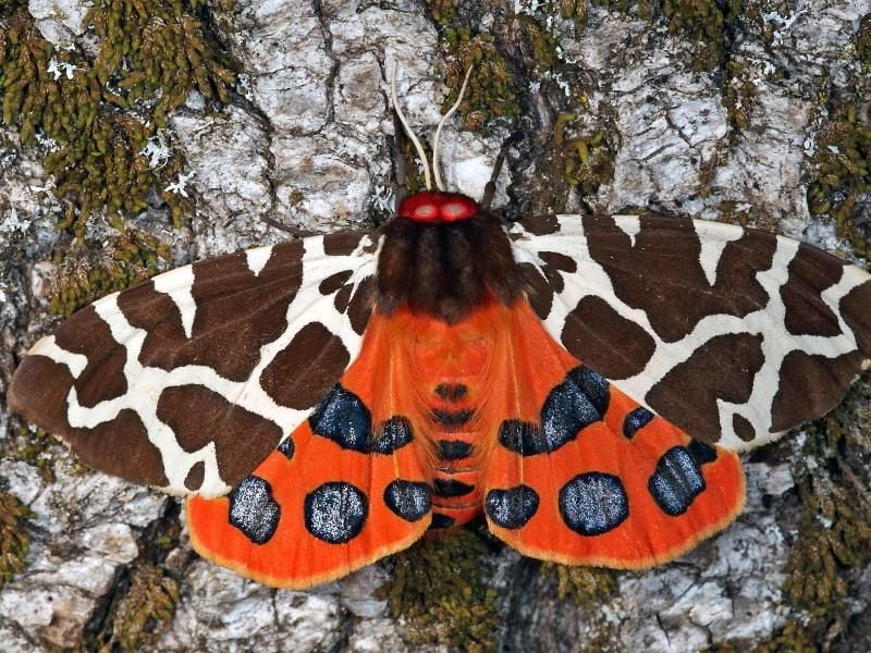 Die Schmetterlingsart Brauner Bär (Arctia caja) in seiner vollen Pracht. Foto: T. Laußmann/BUND/dpa