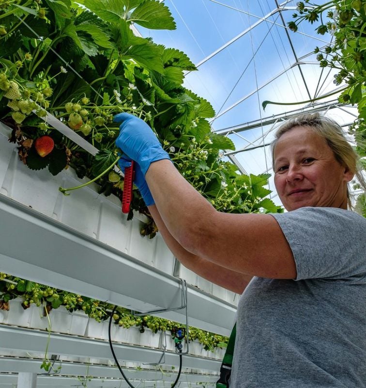 Eine der Erntehelferinnen im neuen Gewächshaus. Sie pflegt die Pflanzen, damit die Früchte optimal reifen können.