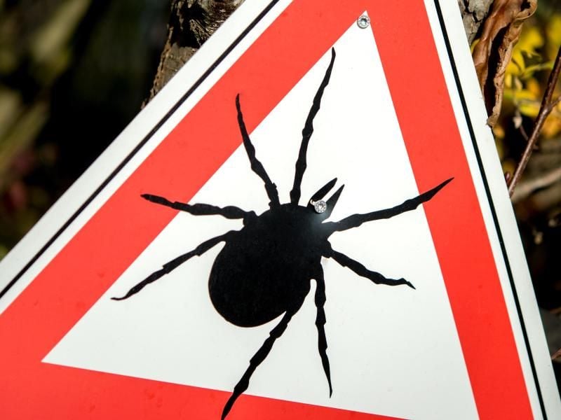 Die Schweizer Behörden verzeichnen einen deutlichen Anstieg der FSME-Fälle. Foto: Hauke-Christian Dittrich