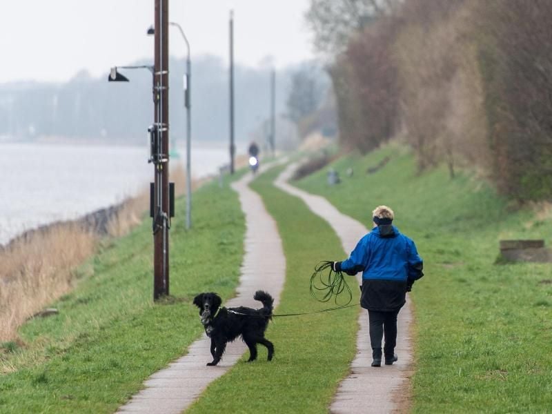 Akzeptiert das Finanzamt die Kosten für das Hundeausführen in der Steuererklärung nicht, können Verbraucher Einspruch einlegen und das Ruhen des Verfahrens beantragen. Foto: Lukas Schulze/dpa/Symbolbild