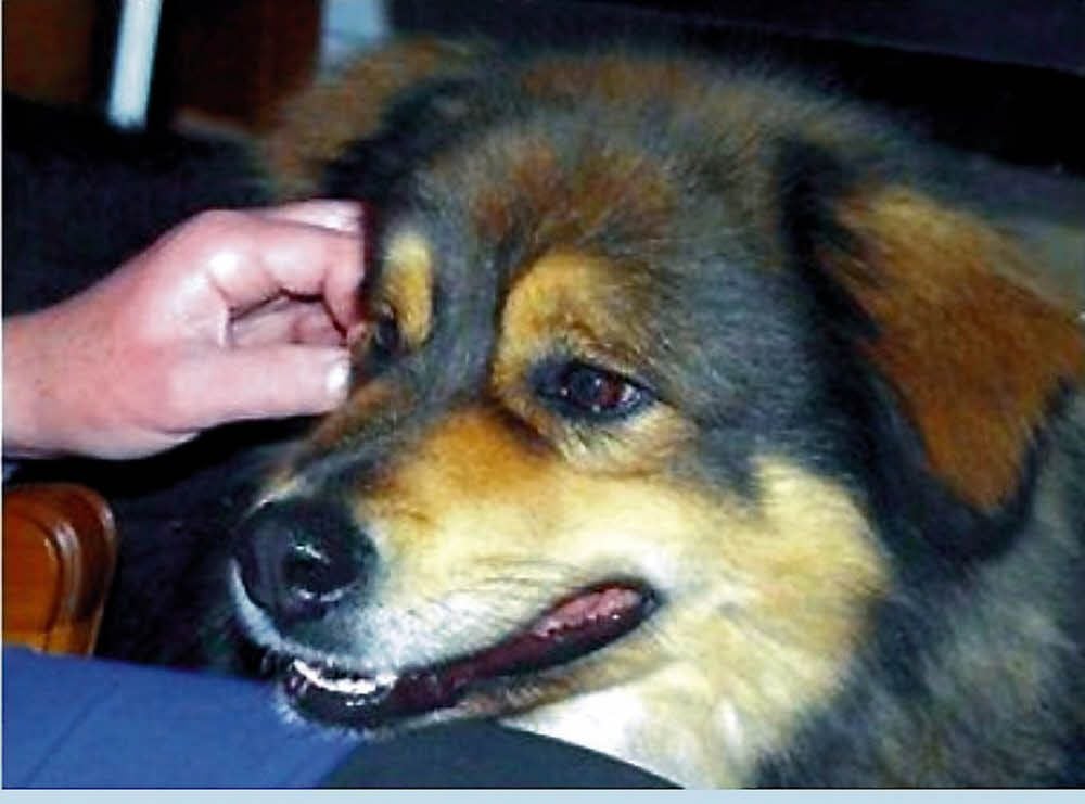 Bruno, der Kampfschmuser aus dem Zeitzer Tierheim hat sein Glück in Aachen gefunden.
