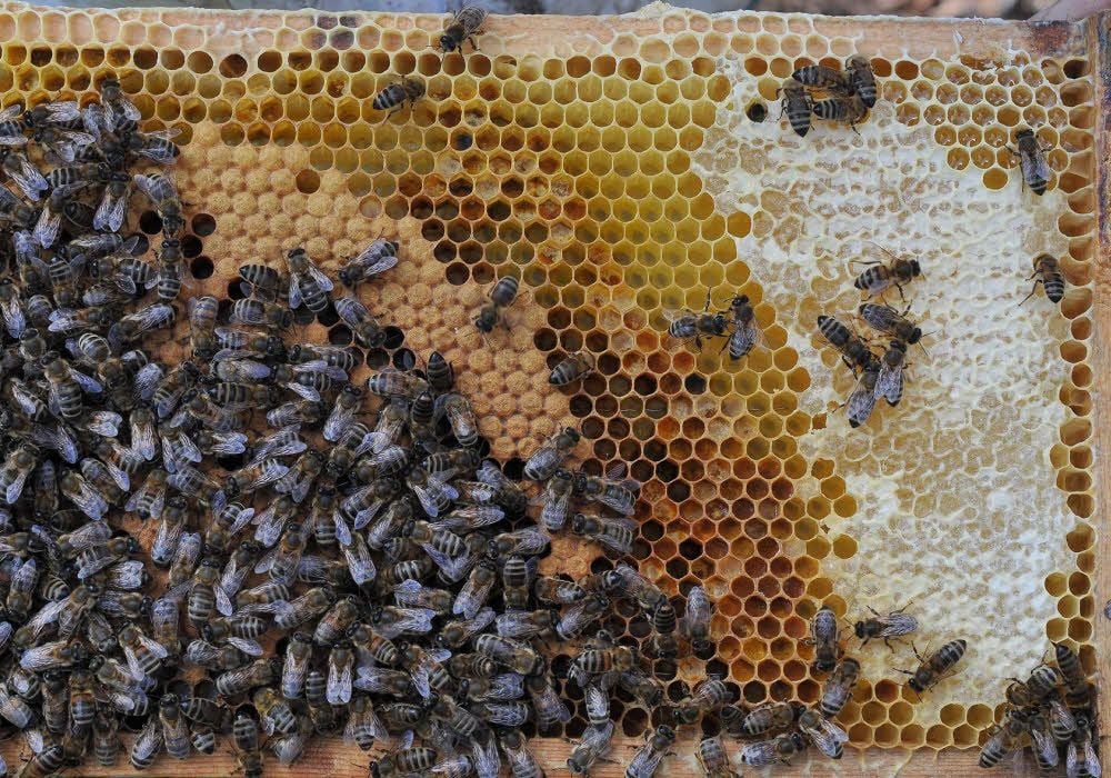 Bienenwabe