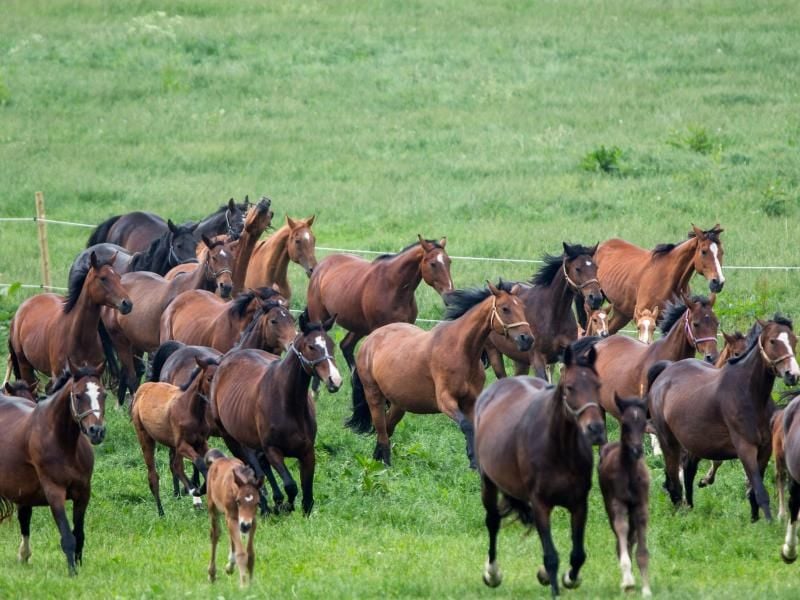 Werden Pferde alt, bekommen sie einen neuen Platz in der Rangordnung. In manchen Fällen müssen sie dann einzeln gehalten werden. Foto: Jens Büttner/dpa