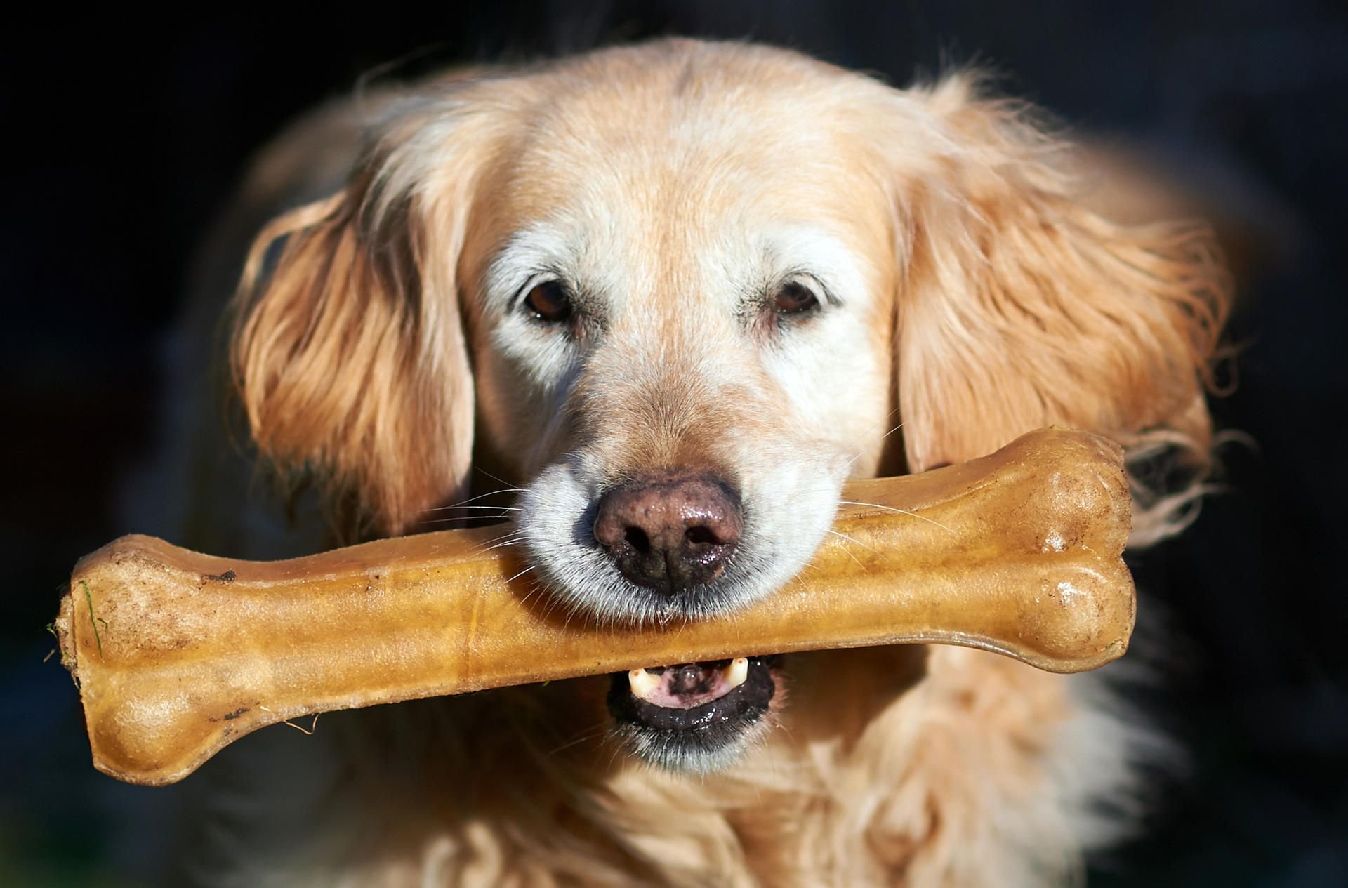 Ein Golden Retriever (Symbolbild)