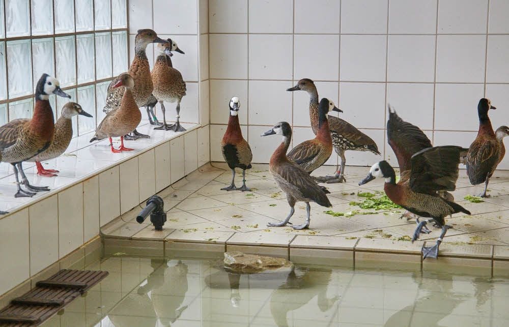 Auch Enten mussen „zu Hause" bleiben.