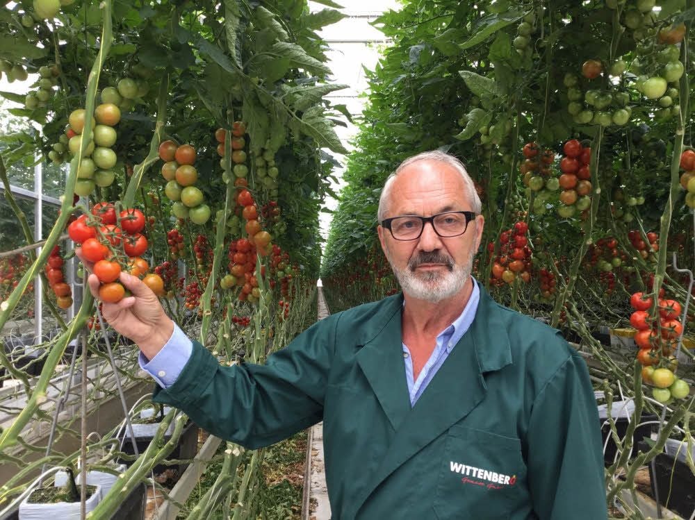 Helmut Rehhahn steht im riesigen Gewächshaus in Wittenberg. Dort reifen die sogenannten Luther-Tomaten.