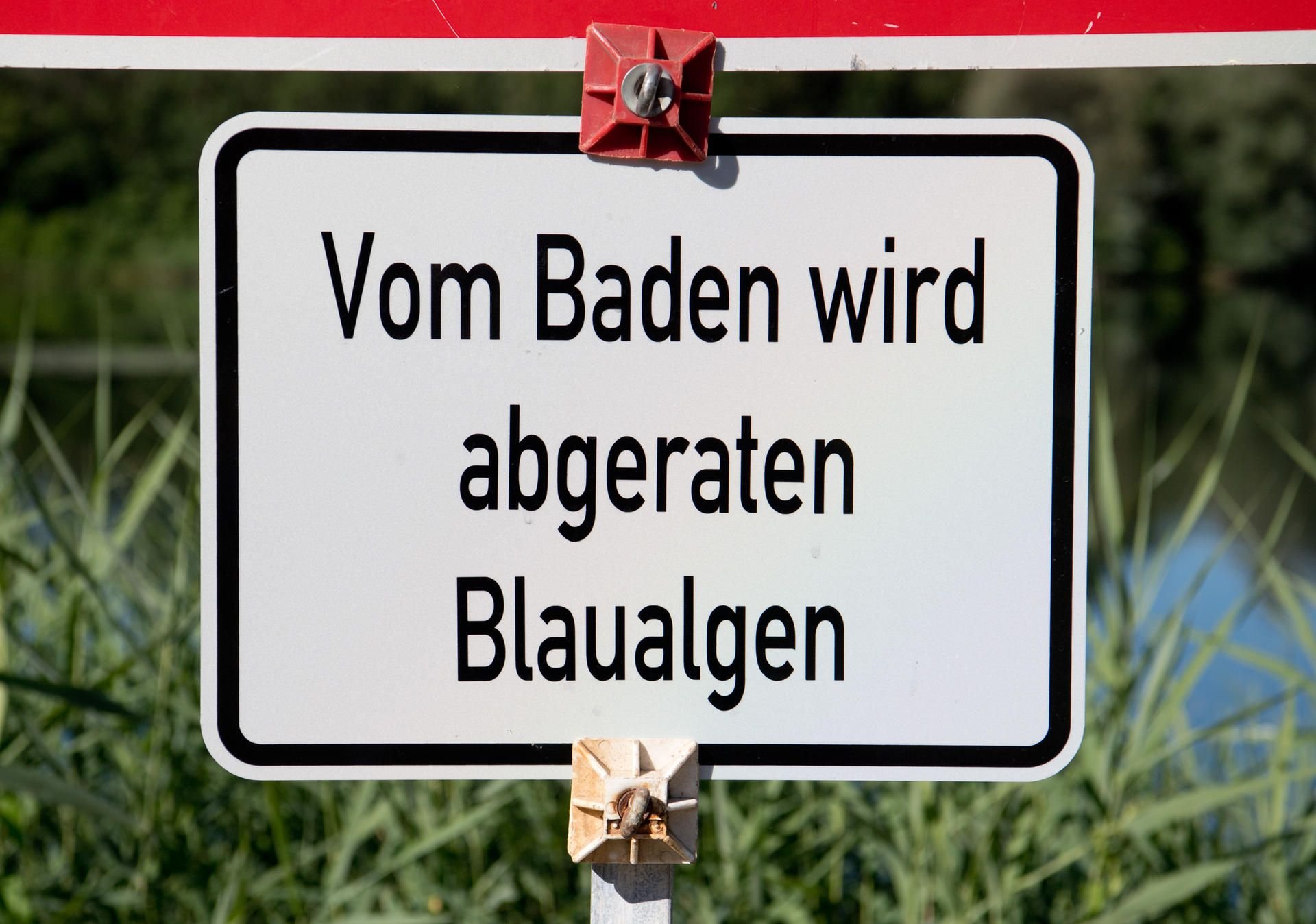 Der Arendsee hat ein Blaualgen-Problem.