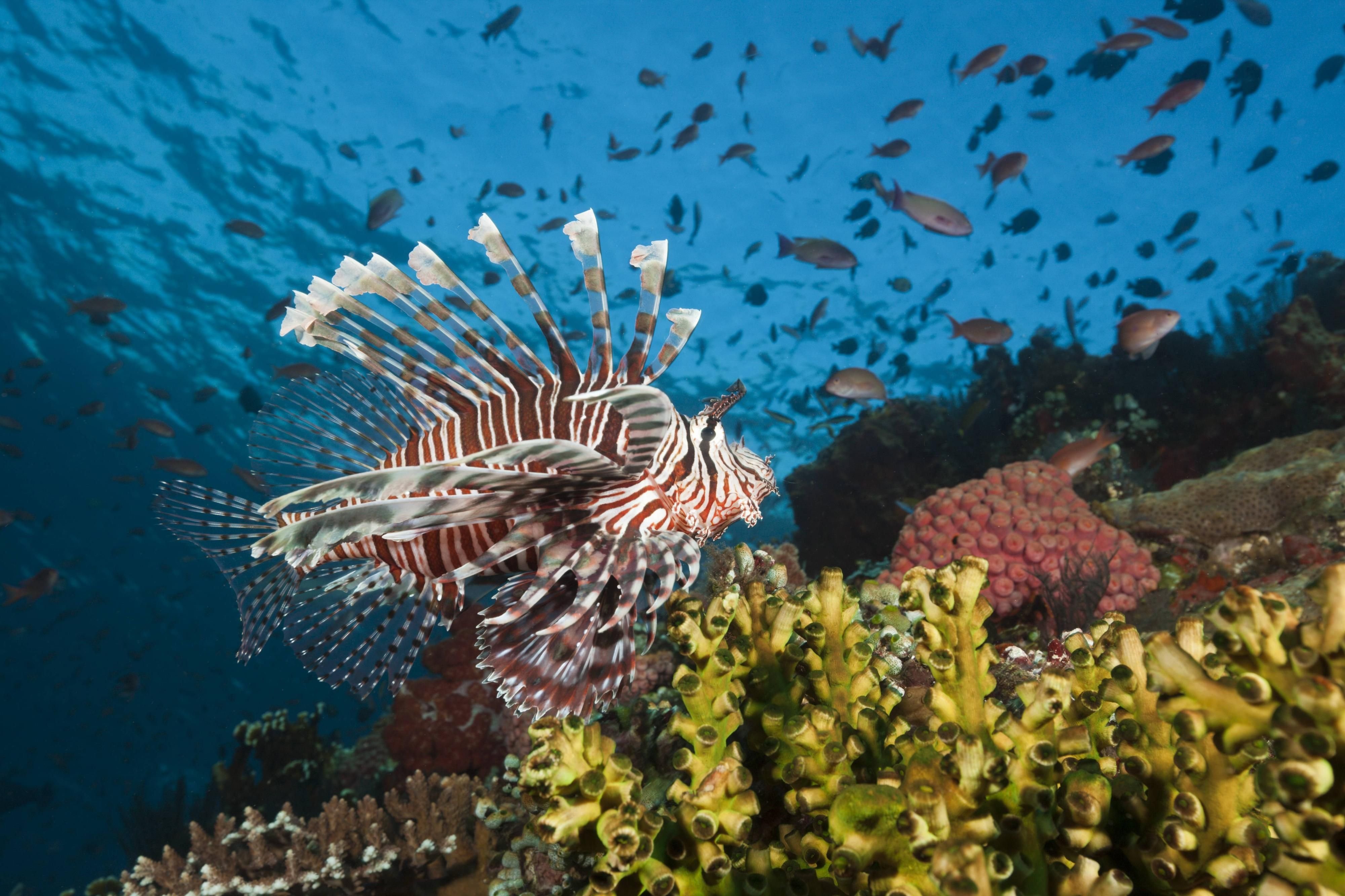 Der exotische Rotfeuerfisch