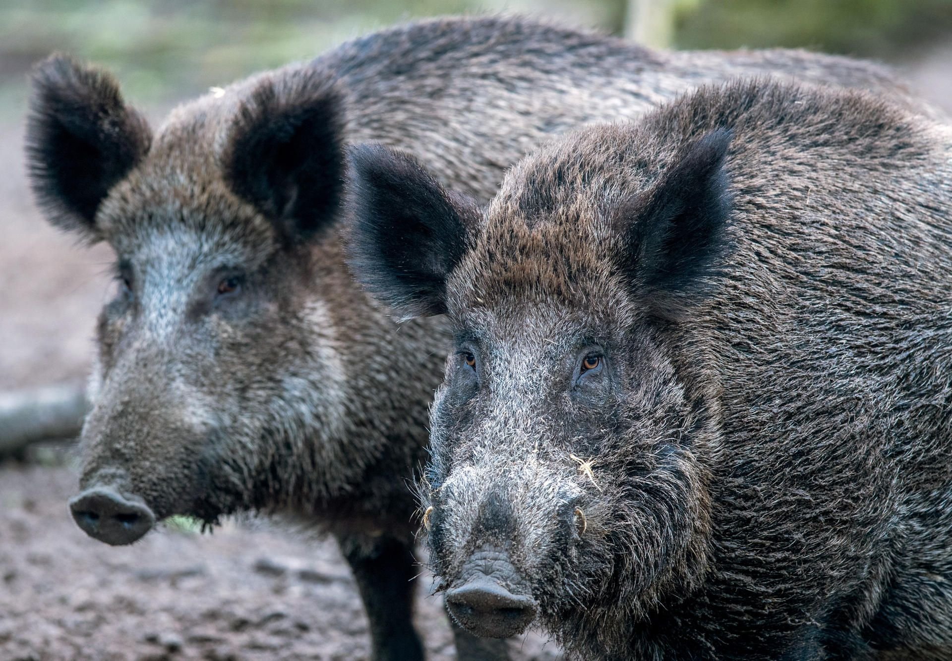 Sachsen-Anhalts Jäger haben in der vergangenen Jagdsaison deutlich mehr Wildschweine und Waschbären erlegt.
