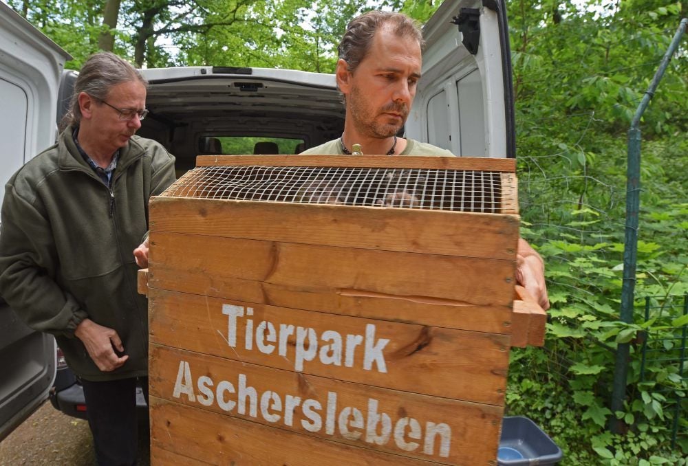 Neu im Zoo Aschersleben: drei Berberaffen. Alexander Beck (li.) und Markus Spereiter bringen eine der Transportkisten in die Anlage.