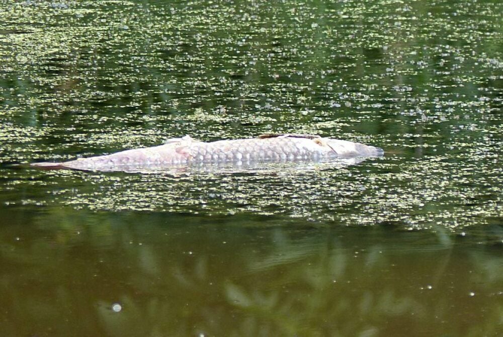 Einer von mehreren gestorbenen Fischen
