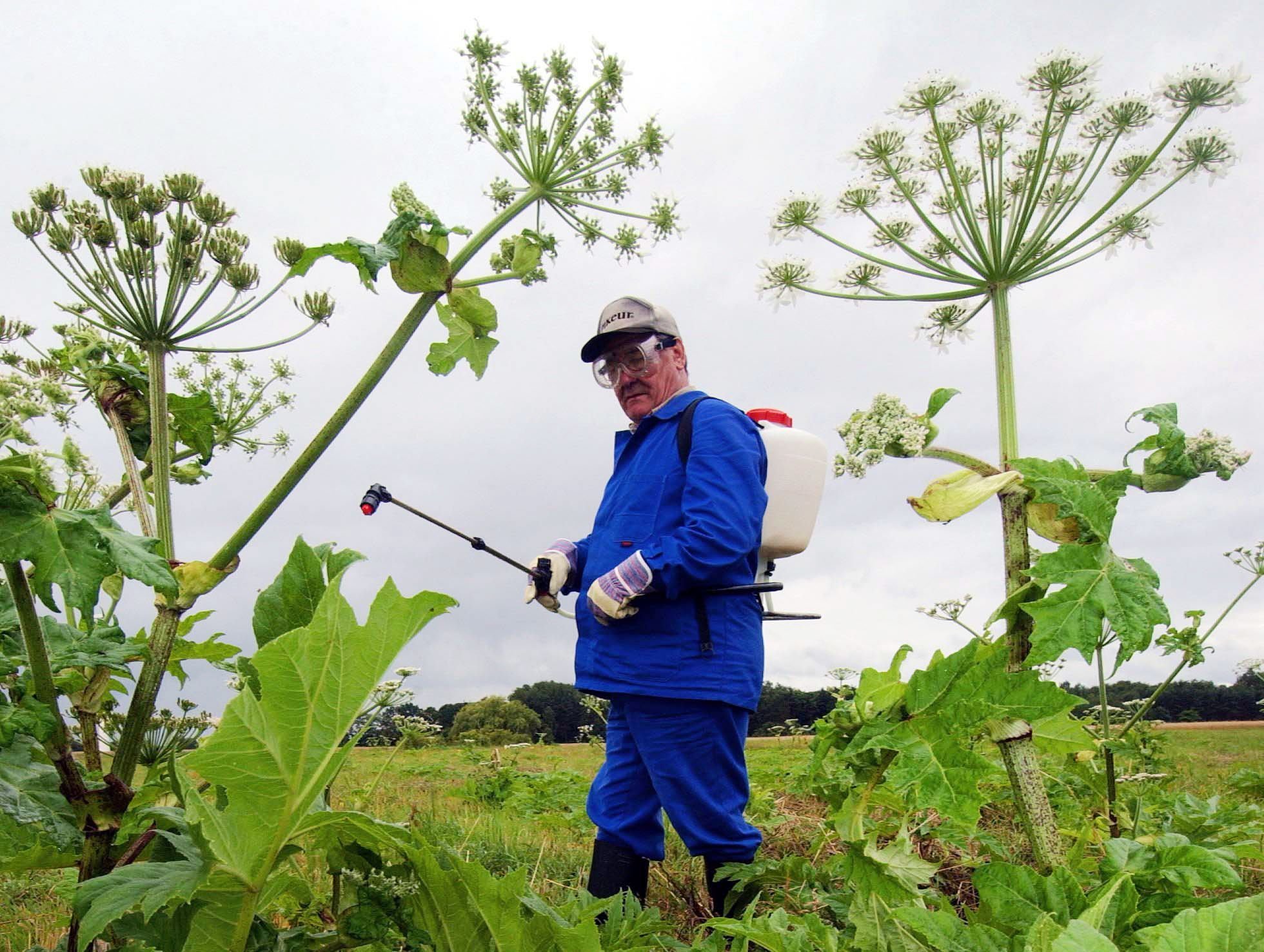 Auf einem Feld in Heinersdorf besprüht ein Mann die Blätter des Riesen-Bärenklau mit einem Pflanzenvernichtungsmittel.