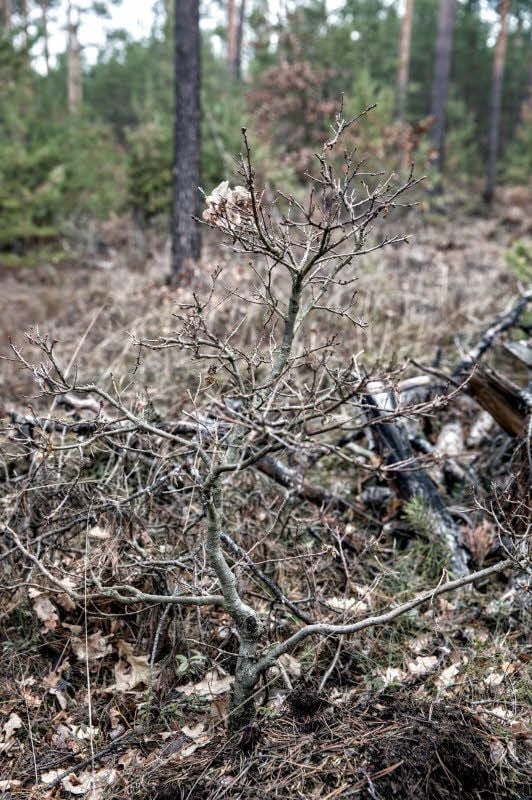 Aufgrund des Verbisses durch Rehwild wird diese Eiche kaum zu stattlicher Größe wachsen können.