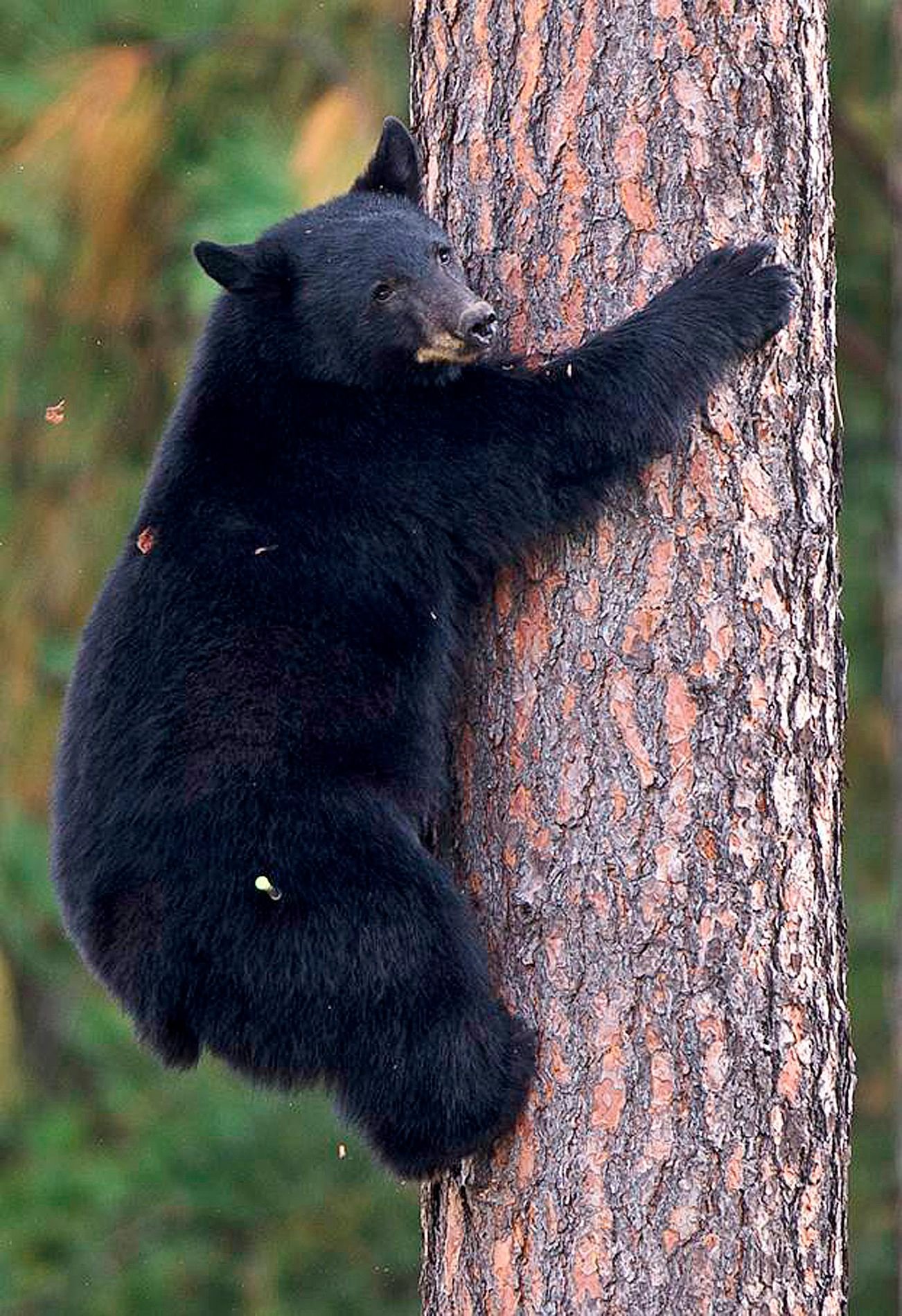 Ein junger Schwarzbär klettert einen Baum hoch. (Symbolbild)