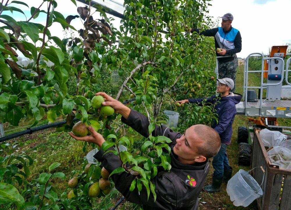 Azubi Reemt Niehuisen (vorn) ist einer von zehn Mitarbeitern des Biofrucht-Betriebs in Plößnitz.
