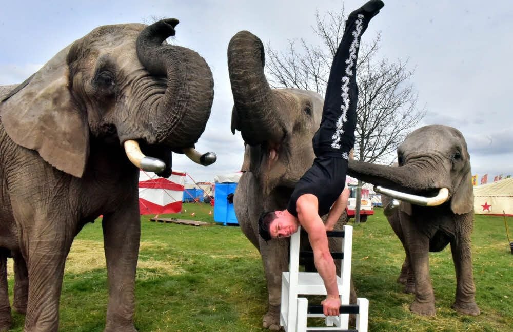 Der Artist Tino Renz zeigt auf dem Gelände in Leißling seine Handstandakrobatik mit den Elefanten.