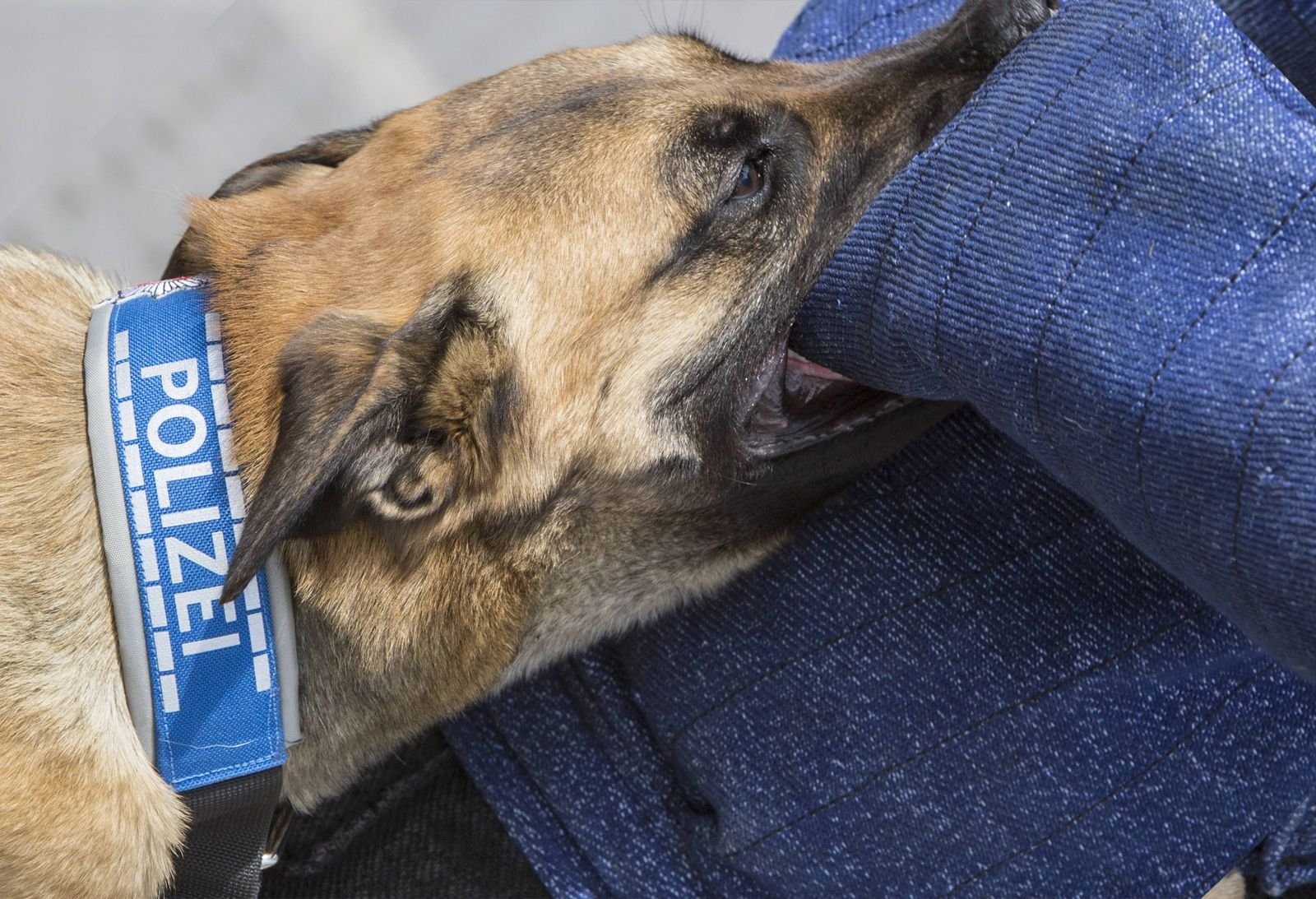 Ein Polizeihund beißt in die Schutzkleidung eines Scheintäters.